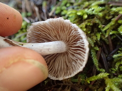 Inocybe lilacina