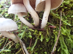 Inocybe lilacina