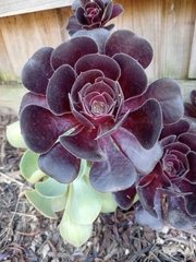 Aeonium arboreum