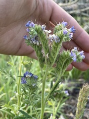Phacelia franklinii