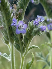 Phacelia franklinii