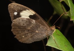 Heteronympha mirifica