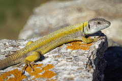 Lacerta citrovittata