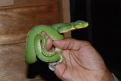 Morelia viridis