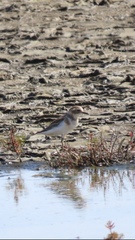Charadrius bicinctus