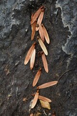 Ventilago ecorollata