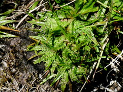 Plantago triandra