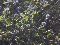 Ceanothus tomentosus