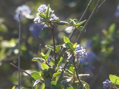 Ceanothus tomentosus