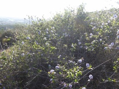 Ceanothus tomentosus