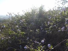 Ceanothus tomentosus