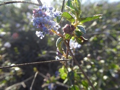 Ceanothus tomentosus
