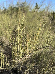 Adolphia californica