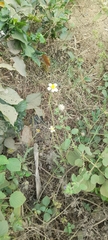 Tridax procumbens