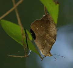 Heteronympha mirifica