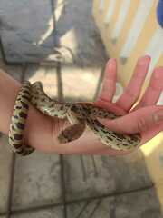 Pituophis deppei