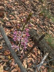 Dipodium pardalinum