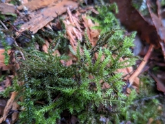 Rhytidiadelphus loreus