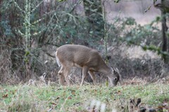 Odocoileus virginianus leucurus