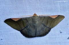 Sphacelodes vulneraria