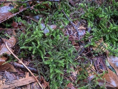 Rhytidiadelphus loreus