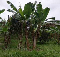 Musa