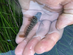 Hypsoblennius gilberti
