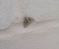 Hammaptera parinotata