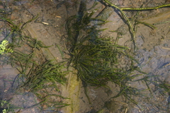 Fontinalis antipyretica