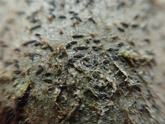Alyxoria varia