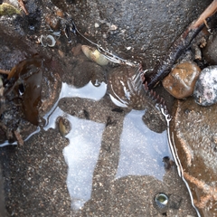 Acanthoclinus fuscus