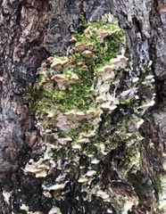 Rigidoporus