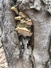 Rigidoporus