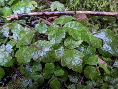 Tiarella trifoliata