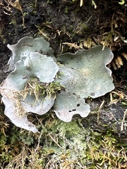 Dermatocarpon muhlenbergii