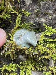 Dermatocarpon muhlenbergii