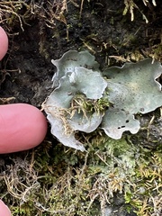 Dermatocarpon muhlenbergii