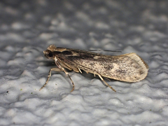Tinea pallescentella