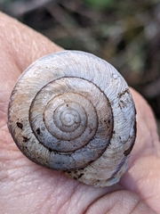 Helminthoglypta stiversiana