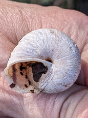 Helminthoglypta stiversiana