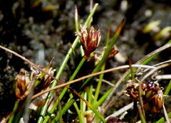 Juncus novae-zelandiae