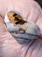 Helminthoglypta stiversiana