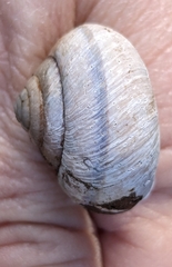 Helminthoglypta stiversiana