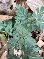 Dicentra cucullaria