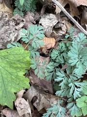 Dicentra cucullaria