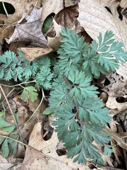 Dicentra cucullaria