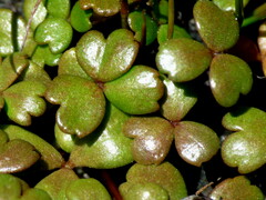 Hydrocotyle sulcata