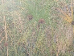 Cyperus papyrus