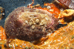 Amblychilepas oblonga