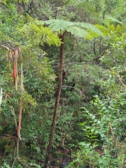 Cyathea australis